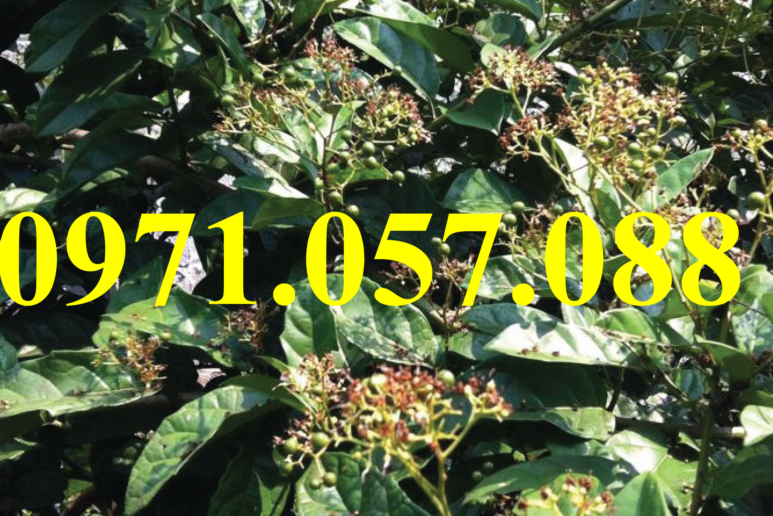 GIỐNG CÂY XẠ ĐEN